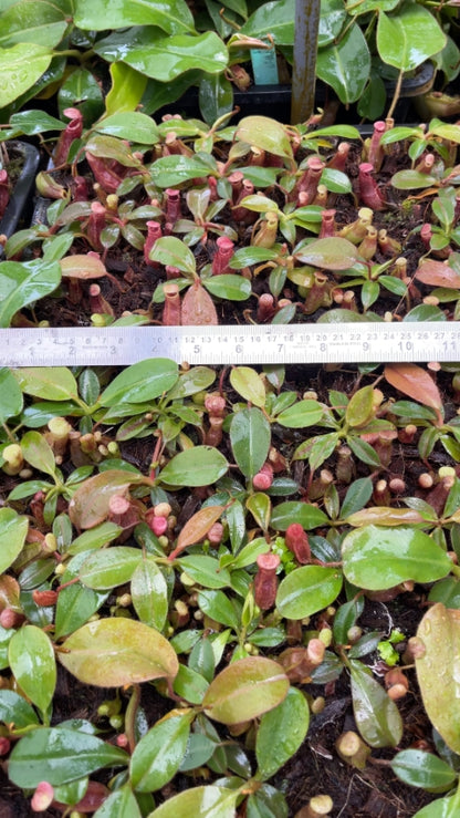 N. rajah x veitchii ‘Gold Rush’ – seed grown: BE-4603 *Pre-Order*