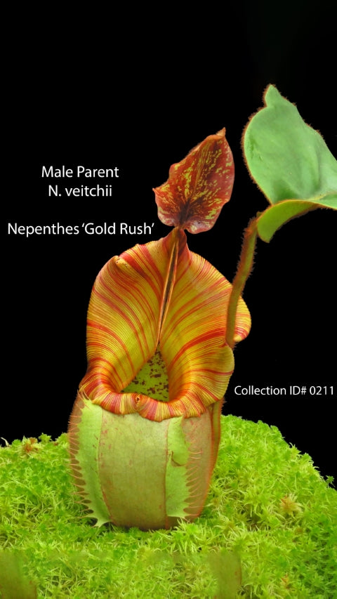 N. rajah x veitchii ‘Gold Rush’ – seed grown: BE-4603 *Pre-Order*