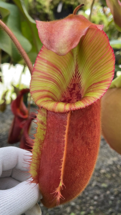 N. villosa x veitchii ‘Gold Rush’ – striped peristomes: BE-4605 *Pre-Order*