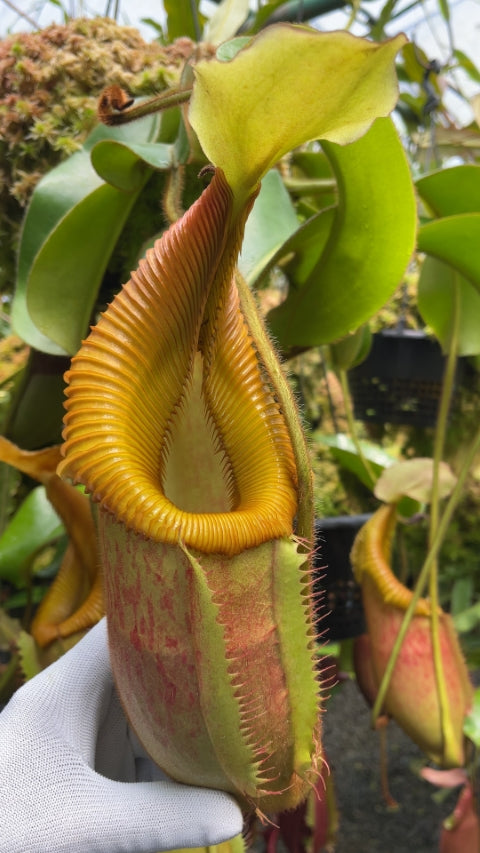 N. villosa x veitchii ‘Gold Rush’ – solid peristome: BE-4606 *Pre-Order*