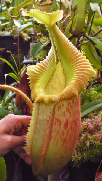 N. villosa x veitchii ‘Gold Rush’ – solid peristome: BE-4606 *Pre-Order*