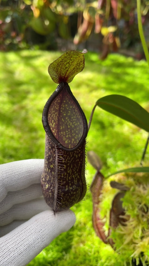 N. nigra – assorted clones: BE-4607