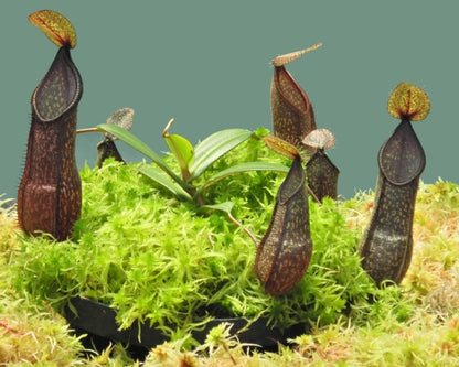 N. nigra – assorted clones: BE-4607