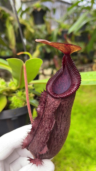 N. hamata x lowii - assorted clones: BE-4609