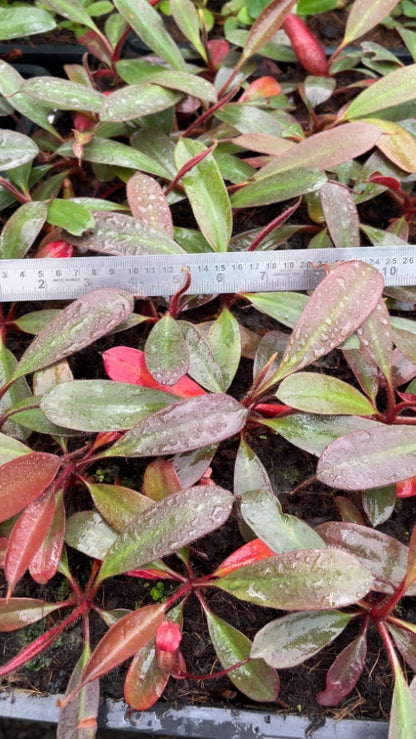 N. peltata – best selected clone: BE-4613