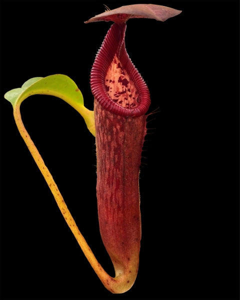 N. glandulifera x edwardsiana - selected clones: BE-4617 *Pre-Order*