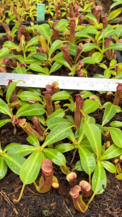N. glandulifera x edwardsiana - selected clones: BE-4617 *Pre-Order*