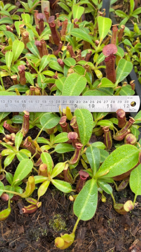 N. glandulifera x edwardsiana - selected clones: BE-4617 *Pre-Order*