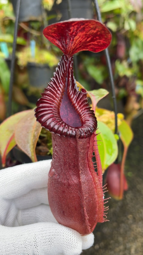 N. {[(lowii x veitchii) x boschiana] x [(veitchii x maxima) x veitchii]} x edwardsiana – FC-145