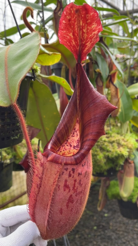 N. (veitchii x platychila) x veitchii – best selected clone: BE-4623