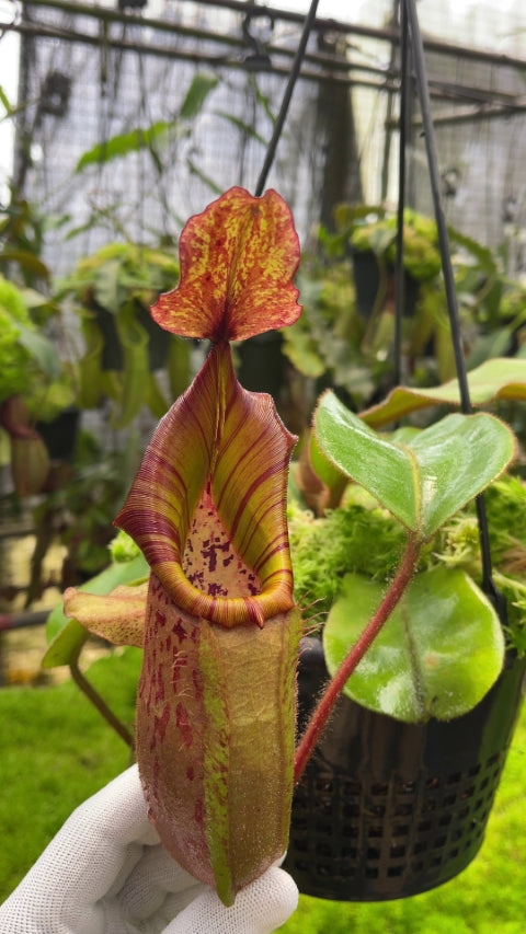 N. (veitchii x platychila) x veitchii – best selected clone: BE-4623 *Pre-Order*