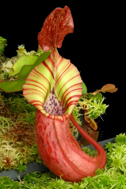 N. (veitchii x platychila) x veitchii – best selected clone: BE-4623 *Pre-Order*
