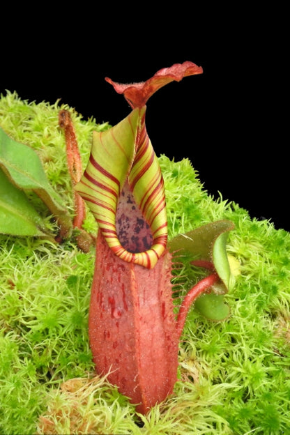 N. (veitchii x platychila) x veitchii – best selected clone: BE-4623 *Pre-Order*