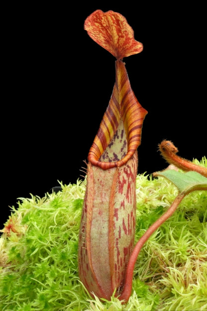 N. (veitchii x platychila) x veitchii – best selected clone: BE-4623 *Pre-Order*