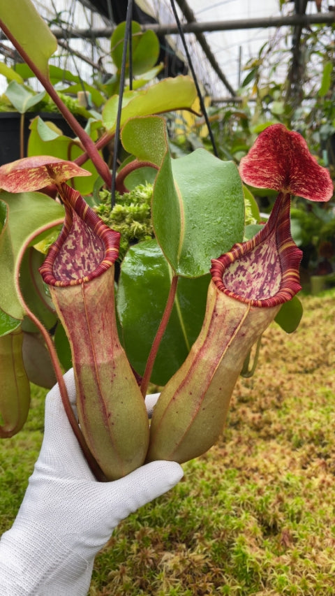 N. clipeata x (lowii x veitchii) - selected clones: BE-4625 *Pre-Order*