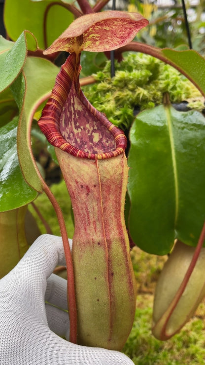 N. clipeata x (lowii x veitchii) - selected clones: BE-4625 *Pre-Order*