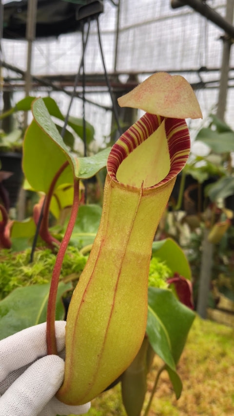 N. clipeata x (lowii x veitchii) - selected clones: BE-4625 *Pre-Order*