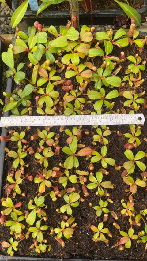 N. clipeata x (lowii x veitchii) - selected clones: BE-4625 *Pre-Order*