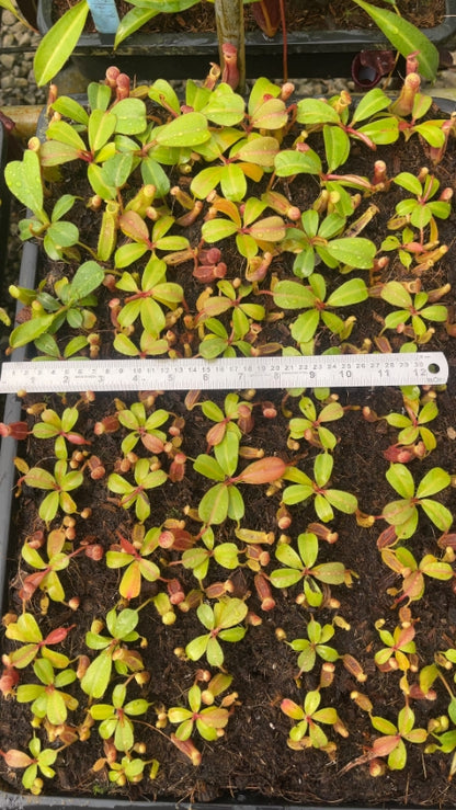 N. clipeata x (lowii x veitchii) - selected clones: BE-4625 *Pre-Order*