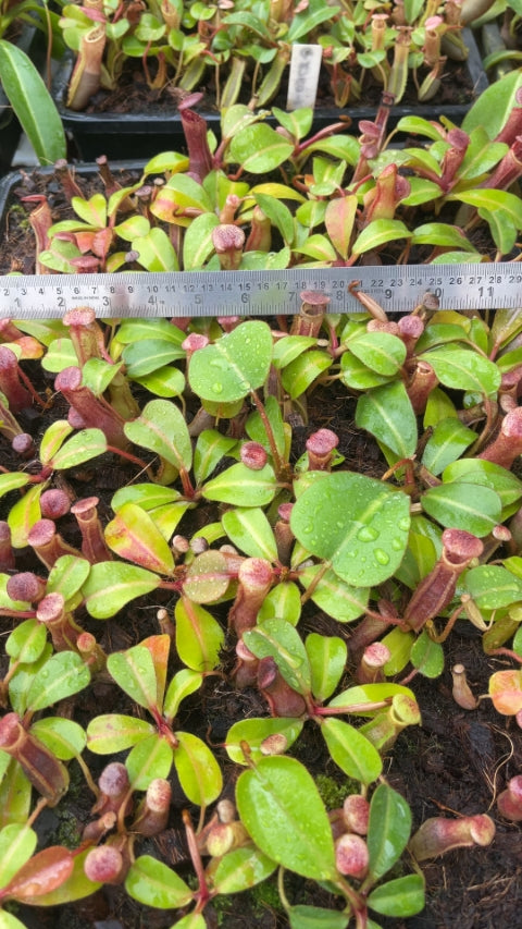 N. clipeata x (lowii x veitchii) - selected clones: BE-4625 *Pre-Order*