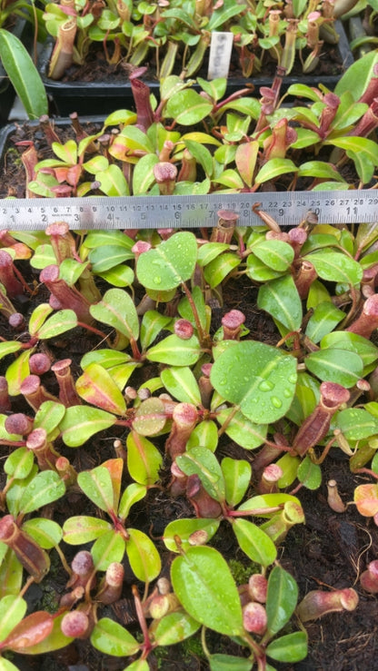 N. clipeata x (lowii x veitchii) - selected clones: BE-4625 *Pre-Order*