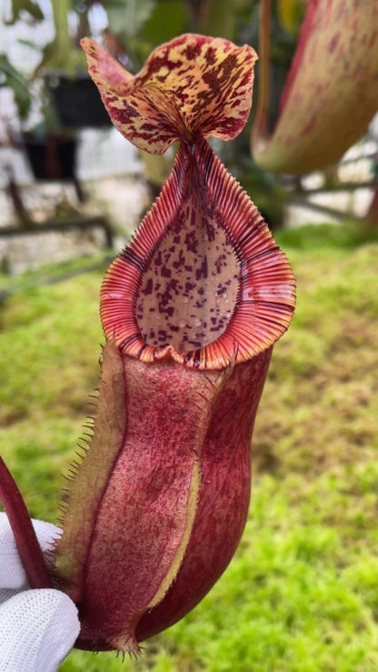 N. diabolica x burbidgeae: BE-4626