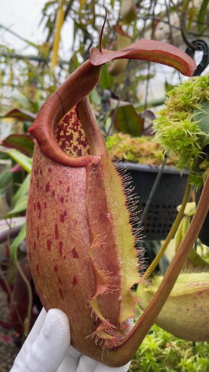 N. robcantleyi x merrilliana - assorted clones: BE-4628 *Pre-Order*