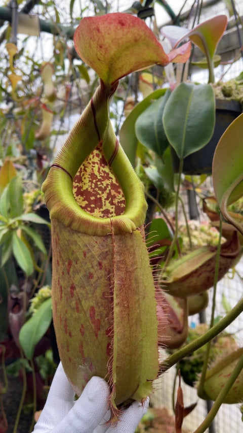 N. robcantleyi x merrilliana - assorted clones: BE-4628 *Pre-Order*