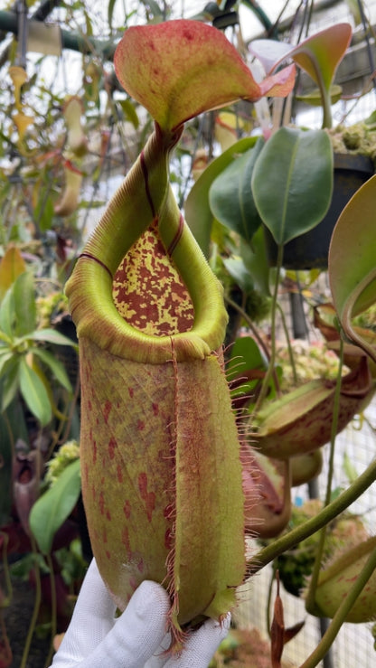 N. robcantleyi x merrilliana - assorted clones: BE-4628 *Pre-Order*