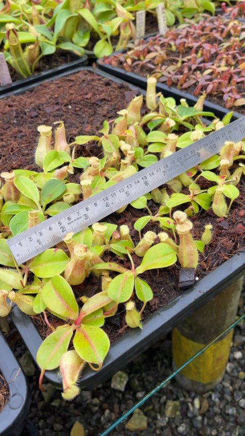 N. robcantleyi x merrilliana - assorted clones: BE-4628 *Pre-Order*