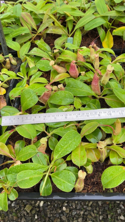 N. robcantleyi x merrilliana - assorted clones: BE-4628 *Pre-Order*