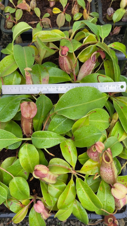 N. robcantleyi x merrilliana - assorted clones: BE-4628 *Pre-Order*