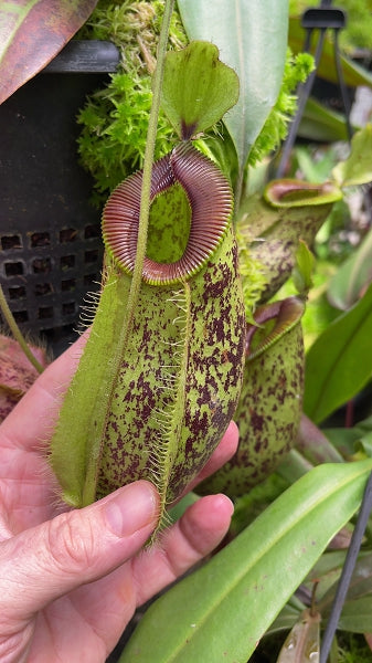 N. ampullaria x hamata – selected speckled clone: BE-4631 *Pre-Order*