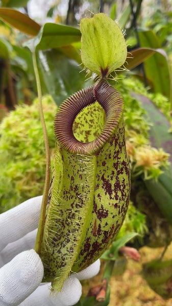N. ampullaria x hamata – selected speckled clone: BE-4631 *Pre-Order*