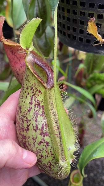 N. ampullaria x hamata – selected speckled clone: BE-4631 *Pre-Order*