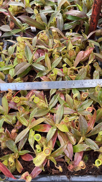 N. ampullaria x hamata – selected speckled clone: BE-4631 *Pre-Order*