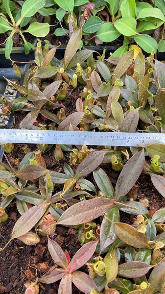 N. ampullaria x hamata – selected speckled clone: BE-4631 *Pre-Order*