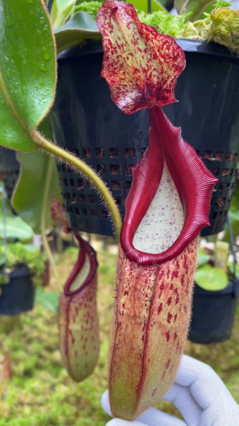 N. klossii x veitchii: BE-4632