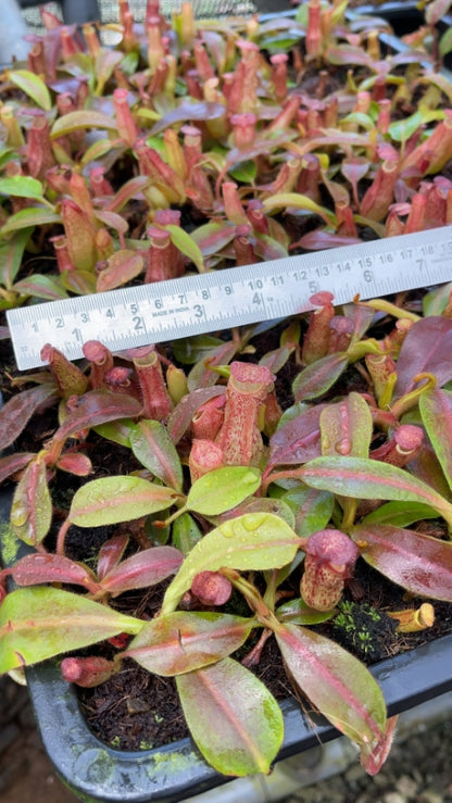 N. klossii x veitchii: BE-4632 *Pre-Order*