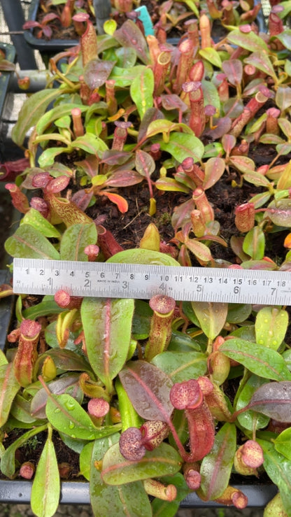 N. klossii x veitchii: BE-4632 *Pre-Order*