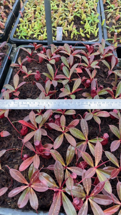 N. peltata x aristolochioides – assorted clones: BE-4633 *Pre-Order*