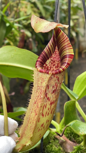 N. (veitchii x lowii) x burbidgeae - assorted clones: BE-4635 *Pre-Order*