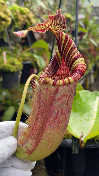 N. (veitchii x lowii) x burbidgeae - assorted clones: BE-4635 *Pre-Order*