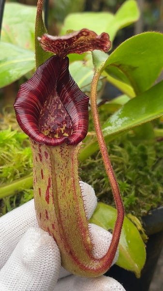 N. (veitchii x lowii) x burbidgeae - assorted clones: BE-4635 *Pre-Order*