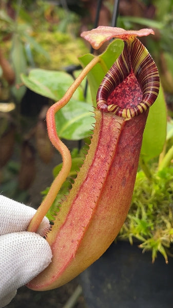 N. (veitchii x lowii) x burbidgeae - assorted clones: BE-4635 *Pre-Order*