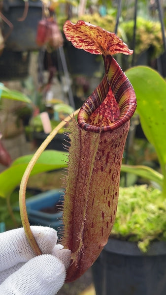 N. (veitchii x lowii) x burbidgeae - assorted clones: BE-4635 *Pre-Order*