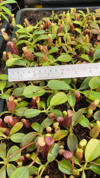 N. (veitchii x lowii) x burbidgeae - assorted clones: BE-4635 *Pre-Order*