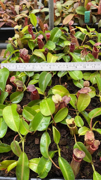 N. (veitchii x lowii) x burbidgeae - assorted clones: BE-4635 *Pre-Order*