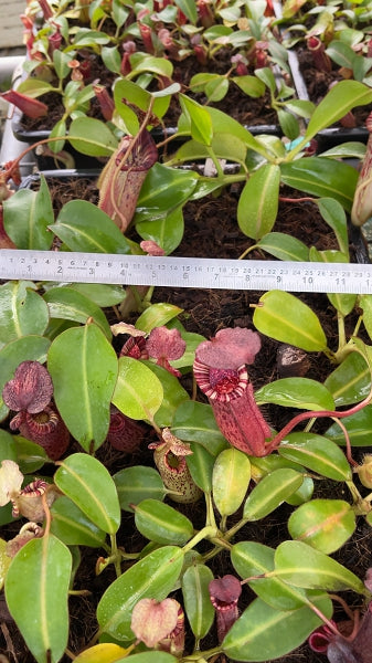 N. (veitchii x lowii) x burbidgeae - assorted clones: BE-4635 *Pre-Order*