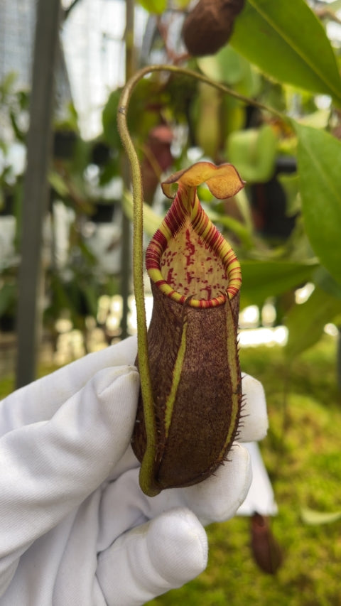 N. lavicola - assorted clones: BE-4637
